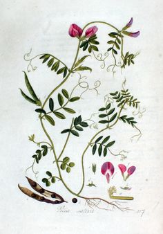 bf10c4d00f80141603cd92624a8b695d--botanical-prints-wild-flowers